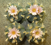 Four L.Williamsii var texana 7 to 8cm